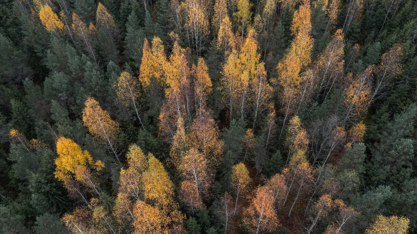 Ruska: Suomen vuoden parhaat kolme viikkoa